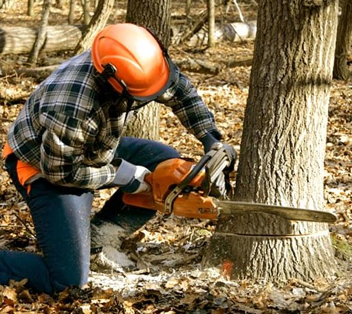 Tree Removal in Layland, WV